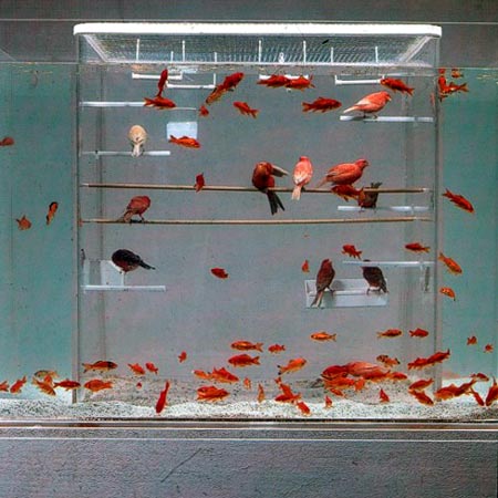 fish tank. Bird Cage Fish Tank