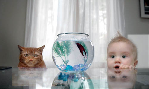 Tags: baby, cat, fish, fish bowl, funny, photo, Photoshopped