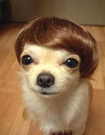 Photos Funny Dogs on Puppy Toupee    Funny  Bizarre  Amazing Pictures   Videos