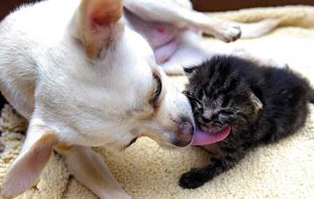 funny kitten pictures. Chihuahua Cleaning Kitten