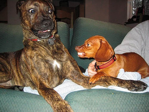 Mastiff vs Daschund