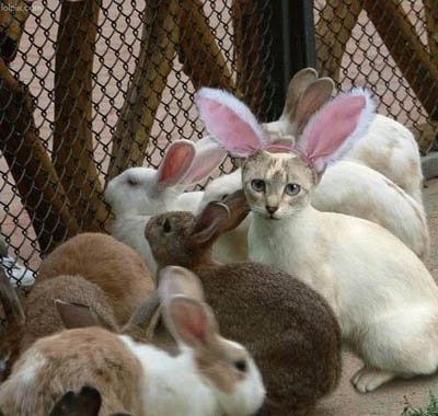 easter-bunny-cat.jpg