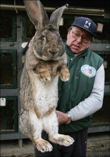 Giant Rabbit | Karl Szmolinsky