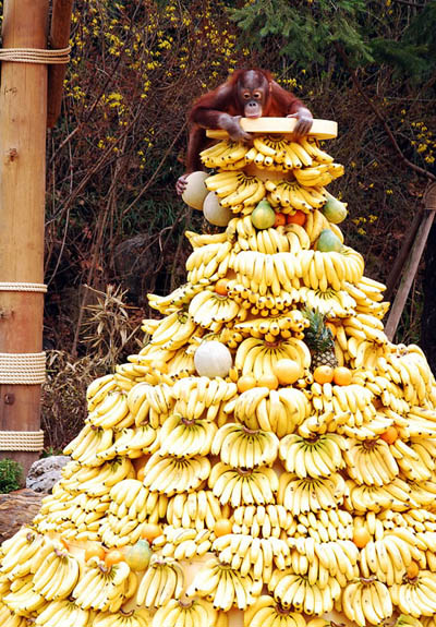 Banana Monkey Pile
