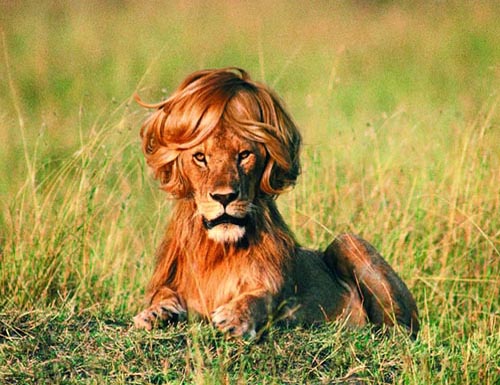 Tags: advertisement, funny, hair, hairstyle, lion, photo, timotei