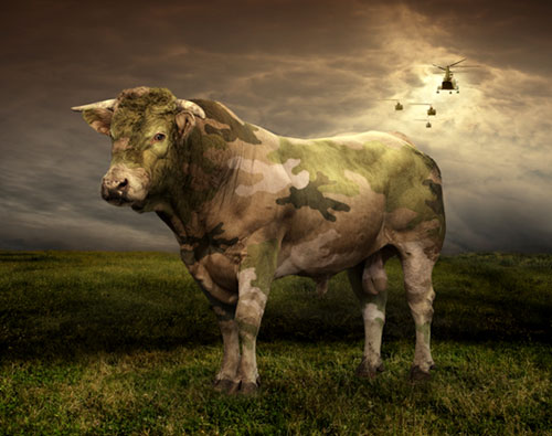 Tags: bull, camouflage, cows, manipulation, military, PSD
