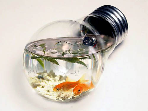 Light Bulb Goldfish Tank