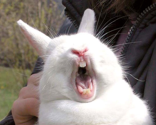 rabbit-expression.jpg
