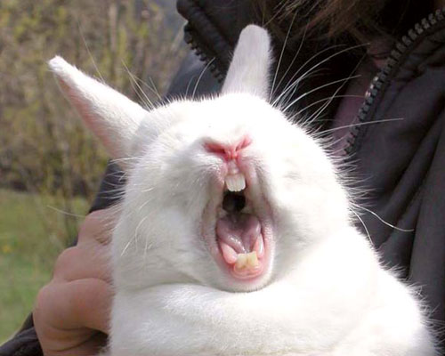 foundshit.comFunny Bunny Expression foundshit.comFunny Bunny Expression
