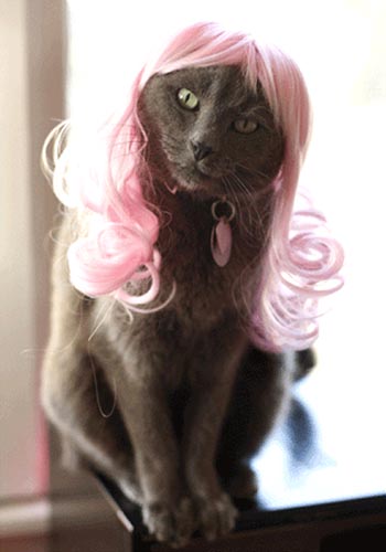 Pink Hair Wig For Cats