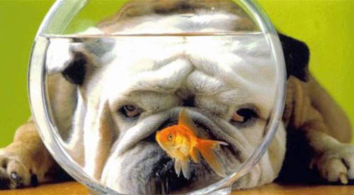 Bulldog Watching Goldfish