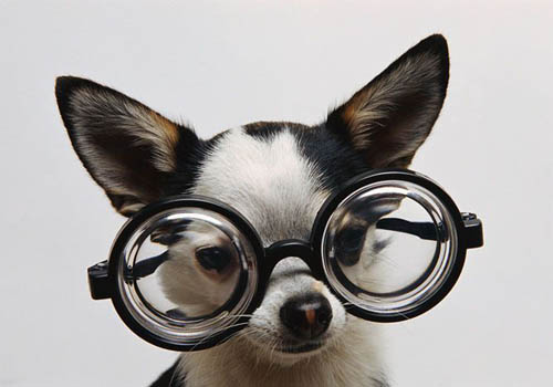 chihuahua-glasses.jpg