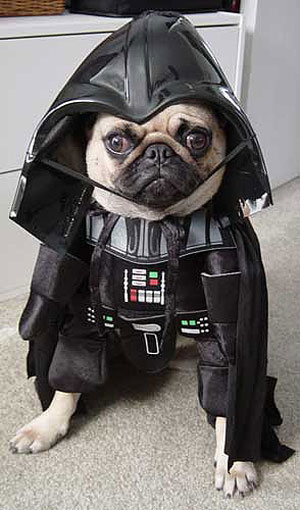 Pug Dressed in a Darth Vader Costume. via costumedogs