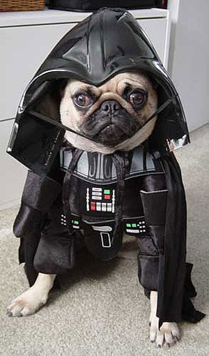 Tags: costumes, cute, darth vader, funny, pug