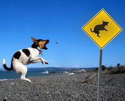 Dog Jumping Sign