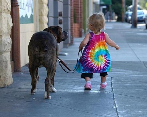 Toddler Walking A Mastiff Dog