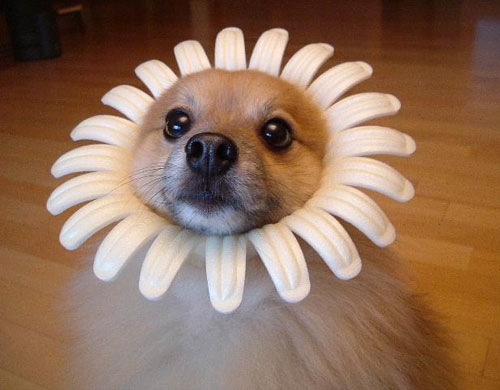 funny pictures of dogs in costumes. Tags: costumes, flowers, funny