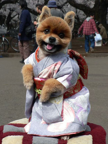 Canine Kimono Posted on Sep 9th 2009 by found