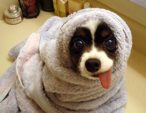 funny puppy pictures. Puppy Wrapped In A Towel
