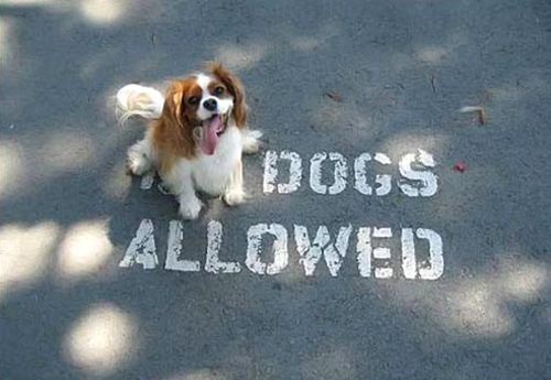 funny dogs. Funny Dogs Allowed Sign