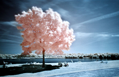 Infared Cotton Candy Tree