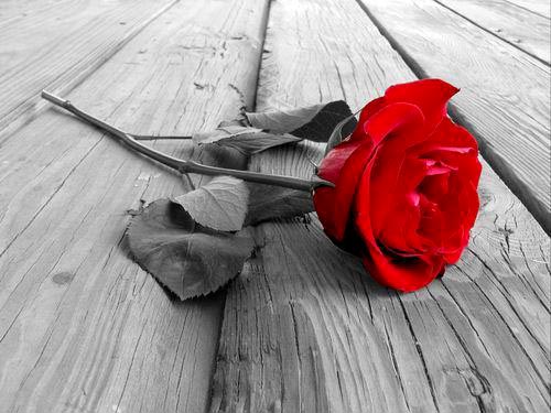 red rose flower background. Tags: desaturate, flowers