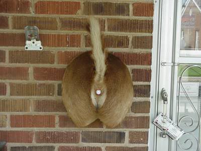 Taxidermist Doorbell