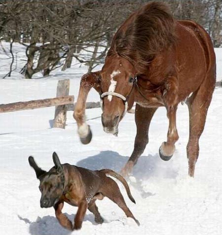 Horse Chasing Dog