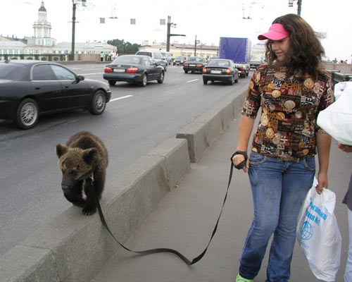 Pet Bear Walk