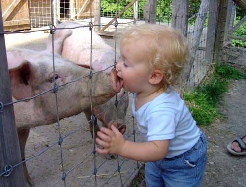 Kissing The Pig