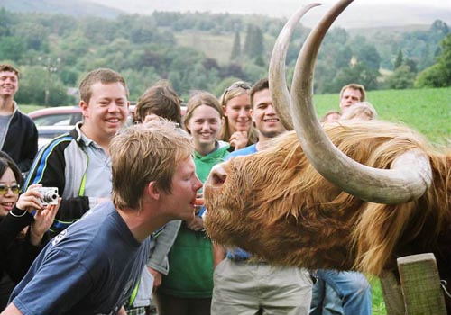 Cow Carrot Kiss