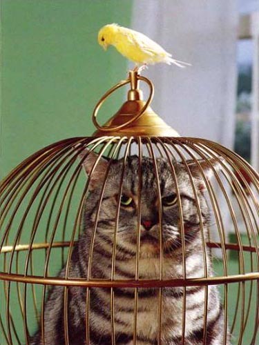 Cat In A Bird Cage