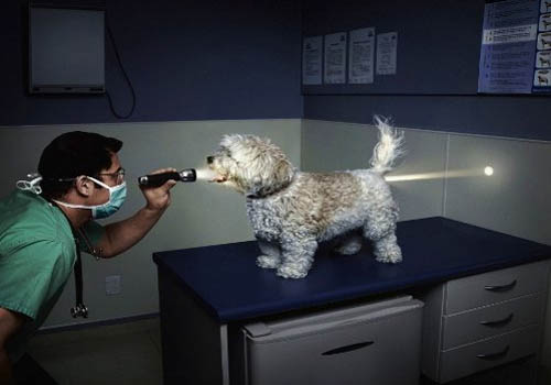 Dog Cavity Search