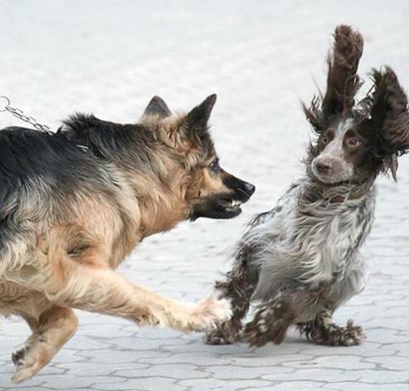 Stunned Spaniel