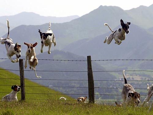 Foxhound Dogs Jumping Barb-Wire Fence