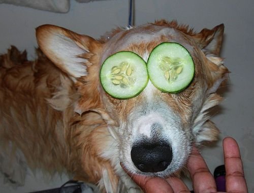 Cucumber Eye Treatment