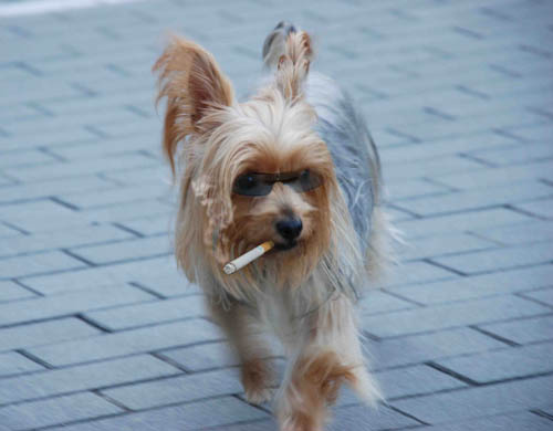 Crazy yorkie cheap
