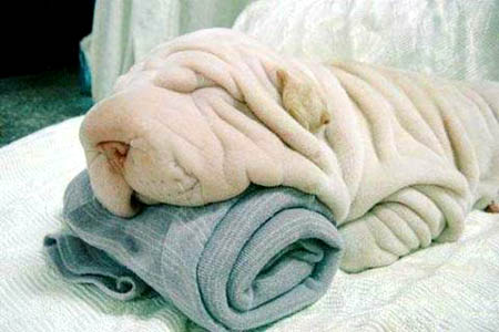 Velutinous Shar Pei Napster