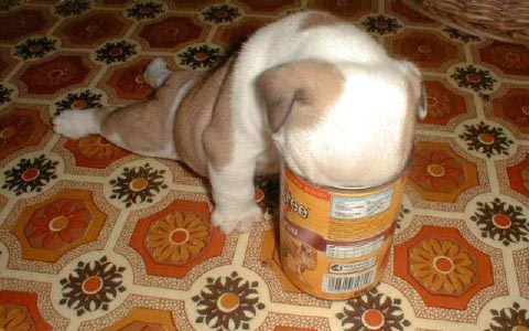 Dog With His Head In A Can