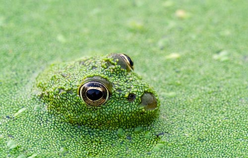 Chameleon Frog