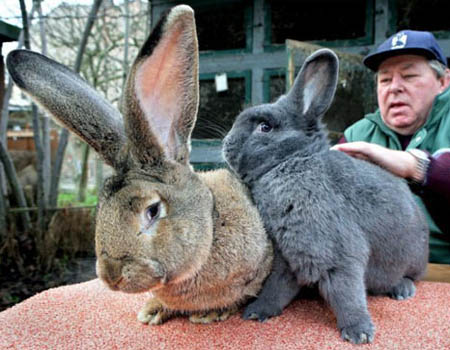 Giant Rabbits