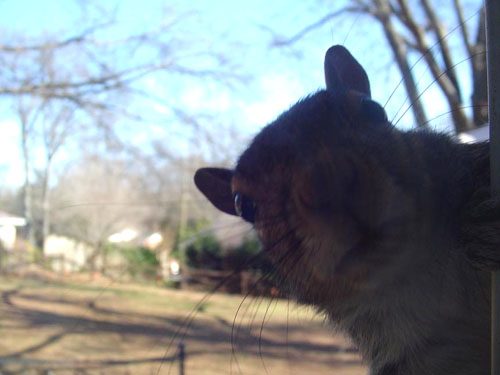 Peeking Squirrel