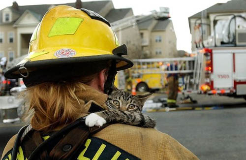 Firefighter Rescuing Cat