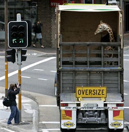 Reuters Photo 2007 | Giraffe Transport