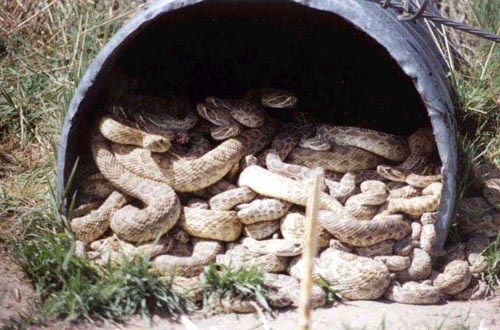 Rattlesnakes In A Pipe