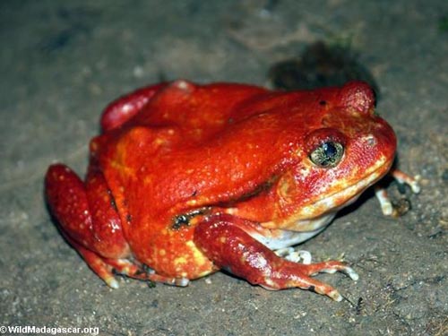 Madagascar Tomato Frog