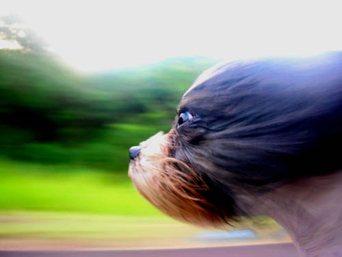 Windy Pup