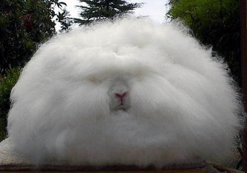 Fur Ball Angora Bunny Rabbit