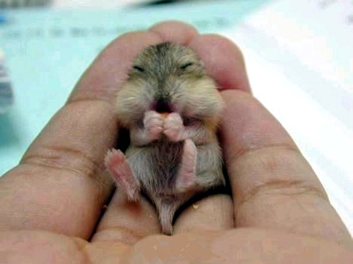 Tiny Baby Gerbil