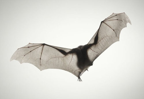 Bat Photography